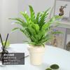 Dropshipping Helecho Nido de Ave Helecho en Maceta Follaje de Interior Planta Verde Flor Sala de Estar Oficina Escritorio de Empresa Planta Novedad