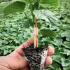 Pinza de Injerto de Silicona No Daña las Plántulas Pinza de Injerto de Frutas y Verduras para Invernadero Pinza de Cultivo de Plantas