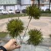 Nova bola de lã verde flor de simulação de casamento comércio exterior 3 bolas de cabelo branco casamento segurando na mão fundo casa flores artificiais atacado