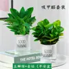 Jasper Vaso Verde Planta Bonsai Douban Verde Remove Formaldeído Sala de Estar Planta Verde de Mesa Durante Todo o Ano Perene Purifica o Ar
