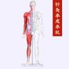 Modelo de acupuntura humana ultra claro de 85 cm, modelo visceral de hueso semimuscular, modelo de bronce de punto de acupuntura meridiano de medicina tradicional china