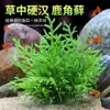 Planta Acuática Hierba Ciempiés de Nueve Coronas, Fácil de Mantener y Duradera Planta Acuática Real, Crisantemo Verde para Paisajismo de Acuario, Tanque Nativo