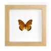 Especimen de Mariposa Real Pintura Decorativa Producto Terminado Soporte de Exhibición Decoración del Hogar Estilo Nórdico Tridimensional Hecho a Mano DIY Regalo de Cumpleaños