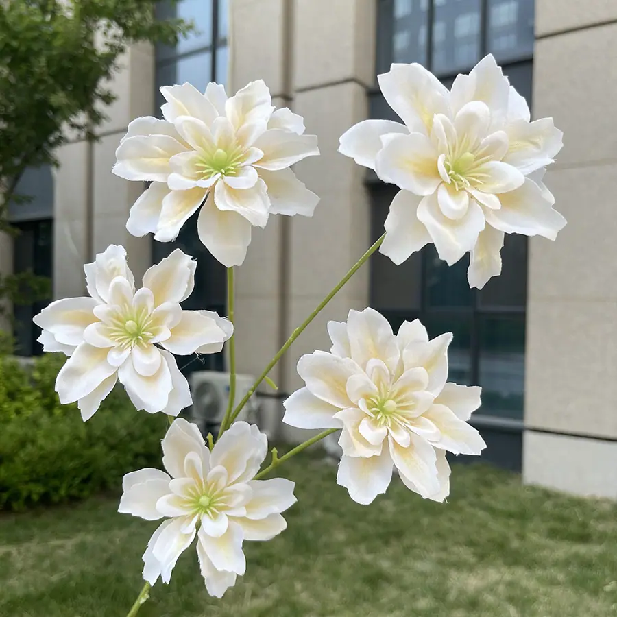 5头海棠花-香槟.JPG