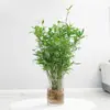 Arroz plántulas en maceta de bambú plantas hidropónicas interior pequeño bambú Fénix plantas verdes de escritorio micro bonsái plántulas de bambú bambú ornamental
