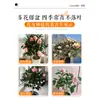 Plántulas de Camelia Xiangfei en Maceta con Capullos Sala de Estar Interior Balcón Plantas Verdes Florales Florecen en Todas las Estaciones Fácil de Mantener para Personas Perezosas