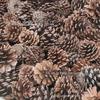 Suprimentos de Natal Artesanato Material Pinus tabulaeformis Pinheiro Local Pinheiro Americano Pinheiro Natural Pinha Natural Fruta Seca Pinha Grande