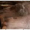 Roupas marrom casca de palmeira cabelo marrom roupas de palmeira seda marrom flocos marrons pele marrom decoração vara de pothos vara de coqueiro cabana de palha usar outro