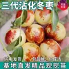 Dropshipping de Mudas de Jujuba Zhanhua de Terceira Geração para o Inverno, Plantas em Vasos para o Norte e Sul, Plantio no Solo Resistente ao Frio, Mudas de Frutas de Jujuba Enxertadas Extra-Grandes