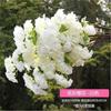 Ramas de Flor de Cerezo Árbol de Flor de Cerezo Decoración de Boda Flor de Durazno Flor de Pera Sala de Estar Techo de Piso a Techo Flor Artificial Enredadera Pared Simulación Flor de Cerezo