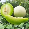 Melón Dulce Shandong Yugu, entrega 3/5/ 4.5kg textura de helado, crujiente y dulce caja de regalo de melón fresco, caja colorida, fruta fresca