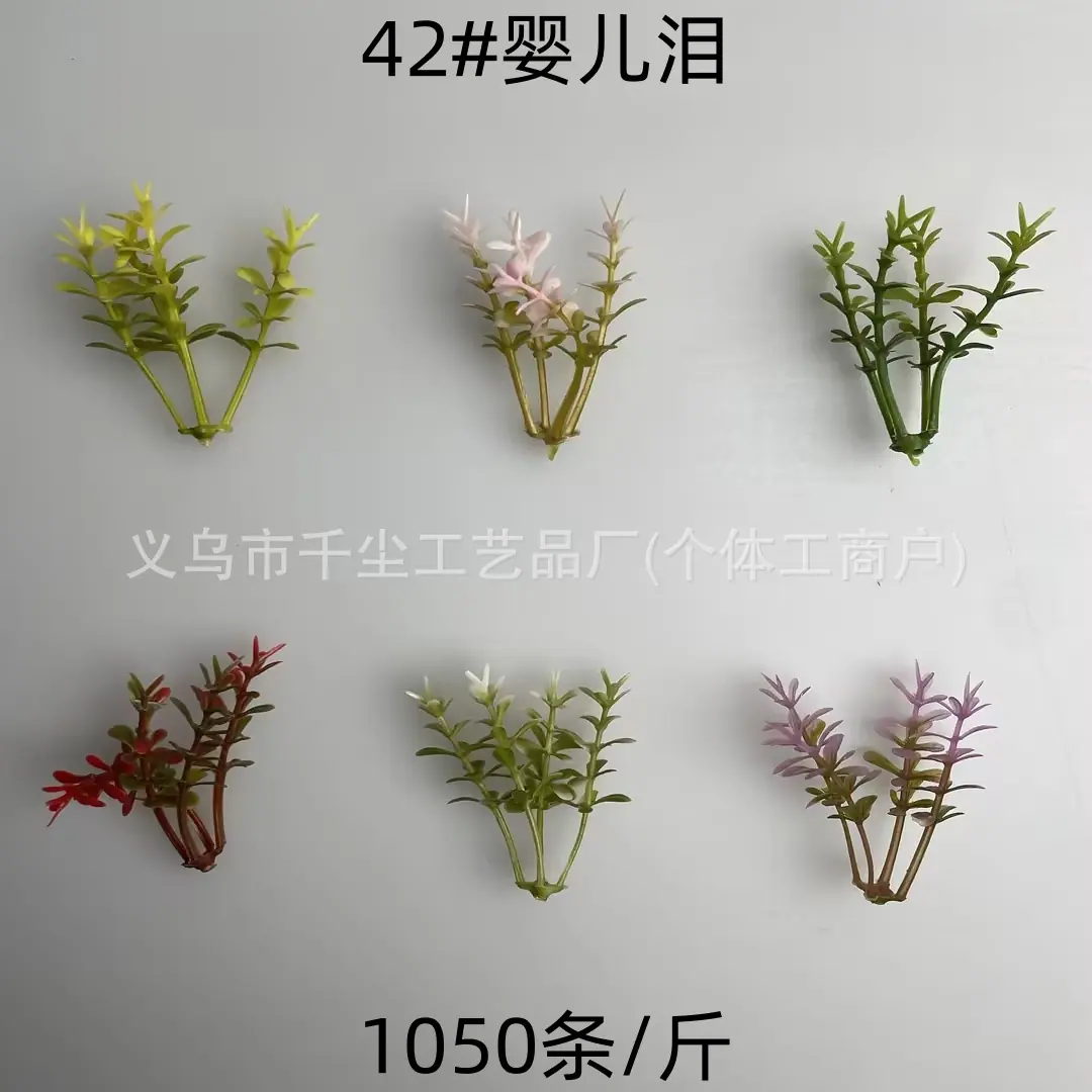42#婴儿泪.jpg