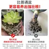 Maceta Pequeña de Escritorio Maceta de Plástico Transpirable Maceta para Plantas de Interior Suculentas Árbol del Dinero Planta Verde Maceta de Plantación Múltiples Especificaciones