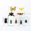 Superventas al por mayor de comercio exterior especímenes de insectos de resina adornos de juguete de ámbar pequeños regalos adornos de especímenes de insectos