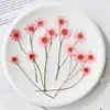 Manzanilla Teñida con Ramas, Flores Secas Multicabezales, Flores Prensadas, Kit de Materiales para Espécimenes de Plantas DIY, Scrapbooking y Resina Epoxi
