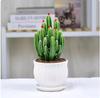 Planta Suculenta de Cactus Wanzhongshan Planta en Maceta Sala de Estar Planta Verde Flor Interior Oficina Escritorio Fácil de Mantener Absorción de Formaldehído
