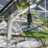 Tubo PE preventor de gotejamento junta de irrigação por gotejamento farpa única em linha reta através de equipamento de irrigação por aspersão micro spray 4/7 junta de tubo de lã