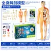 Modelo de Cuerpo Humano Juguetes Educativos Stem para Niños Modelo de Anatomía Humana Desmontable Reconocimiento de Órganos Fabricante Mayorista