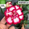 Planta en Maceta Rosa del Desierto con Doble Pétalo, Planta Verde Resistente a la Sequía, Fácil de Cuidar en Interiores o en el Balcón, Planta Suculenta Fácil de Mantener en Verano