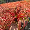 Venda Direta da Fábrica Orquídea do Ar Planta Aérea Planta Sem Solo Vermelho Amarelo Verde Elfo Barba de Velho Medusa Atacado