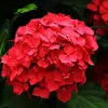 Jardim da Heidi Hortênsia Pipoca Thor Mãe do Mar Flores Plantas Vasos Mudas Balcão Pátio