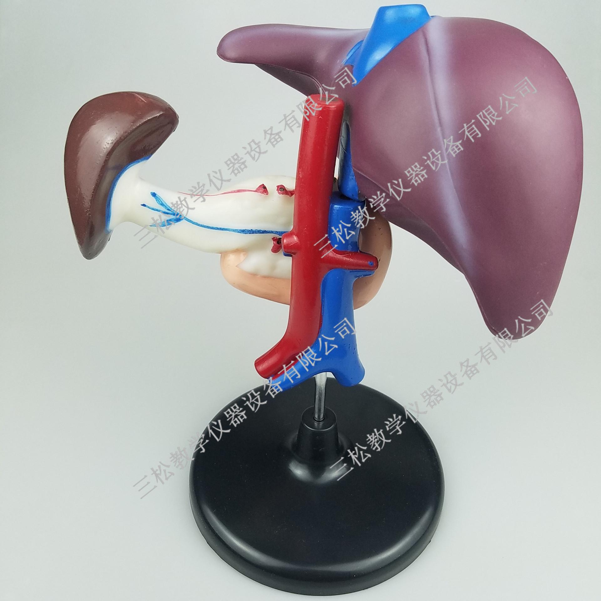 PVC肝、十二指肠模型细节图1_副本