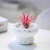 Plantas de Oficina Hidropónicas de Alta Calidad Plantas en Maceta Piña Negra Plantas Verdes de Escritorio Suculentas Adornos para Estación de Trabajo