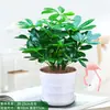Planta Pé de Pato em Vaso Plantas Verdes Flores de Interior Plantas Verdes Hidropônicas Suculentas Fáceis de Cuidar Árvore da Fortuna Absorve Formaldeído
