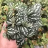 Plantas de Piedra Absorbente Plantas Verdes Piedra de Agua Acuaterrario Tanque de Selva Rocalla Paisajismo Musgo Helecho Micro-paisaje Plantas de Bonsái