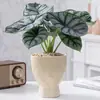 Rinoceronte Blanco Lirio de Calas Plantas en Maceta en la Sala de Estar y Escritorio de Oficina Plantas Verdes para Alimentar Durante Todo el Año Plantas Tropicales Populares y Florales