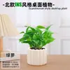 Las plantas en maceta son fáciles de cuidar en las salas de estar interiores.; plantas verdes hidropónicas, bonsáis creativos, plantas de la suerte, plantas pequeñas en maceta y árboles de la fortuna son todas excelentes opciones