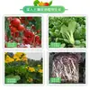Solución Revitalizante para Plantas, Tipo Universal Solución Nutritiva para Plantas Verdes, Solución Activa Especial para Tallos Amarillentos, Crecimiento de Raíces y Promoción del Crecimiento