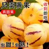 Fruta de Ginseng de Yunnan, Fruta Redonda de Pulpa Amarilla, Fruta de Temporada Recién Recolectada, Madura y Dulce en el Árbol, Fruta Grande de Pulpa Amarilla, Múltiples Especificaciones
