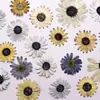 Flores Secas Sudafricanas de Colores, Flores Prensadas, Materiales para Manualidades, Espécimenes de Flores Naturales Reales, Marcadores de Libro de Resina, Materiales Hechos a Mano