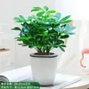 Planta Monstera en Maceta Flor de Interior Hidropónica Escritorio Flores Frescas Vegetación Perenne Fácil de Cuidar Árbol del Dinero