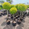 Árbol Lollipop Brillante de Ligustro con Forma de Corazón Árbol de Cera de Sichuan y Yunnan Ciprés Azul Hielo Flor Luminosa de Limón Planta Espejo Planta en Maceta