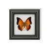 Raro Adorno Pequeño de Insecto Precioso con Rayas Verdes, Espécimen de Mariposa Azul, Regalo de Cumpleaños para Personas Mayores, Amigos o Niñas, Marco de Espécimen de Mariposa