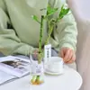 Traga Riqueza e Tesouro Bambu Hidropônico Planta de Bambu da Sorte Bambu da Sorte Planta Verde Flor em Vaso Interna Árvore da Boa Fortuna com Raízes