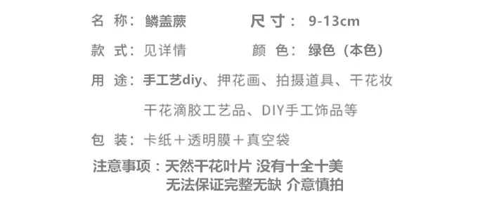 鳞盖蕨.png