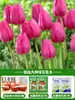 Tulipanes Hidropónicos al por Mayor 5 Grados Bulbos Grandes Resistentes al Frío para Invierno Interior/Exterior Fáciles de Cultivar para Principiantes Flores en Maceta Plantas