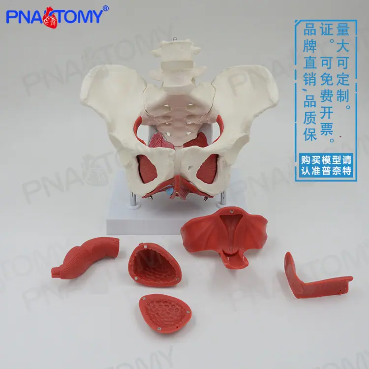 盆底肌带底座01