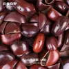 Yunnan Indonésia Fruta Preta Árvore Sino Fruta Natural Casca Sino de Vento Planta Pingente Pacote de Material DIY Feito à Mão Ornamento para Pendurar Venda por Atacado