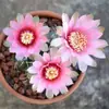 Cacto Flor de Jasmim Carmesim em vaso para decoração de escritório e casa, flores de varanda, mudas de suculentas