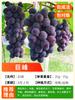 Plantones de Uva de Envío Directo de Una Pieza, Uvas Rosa Sunshine, Uvas Zafiro, Plantones en Taza Pequeña con Tierra Plantas en Maceta para el Norte y el Sur