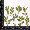 Flores Secas Material para Estampado DIY Especímenes Vegetales Fundas para Teléfono Móvil Estampadas con Flores Secas Marcadores de Libros Hojas Reales Flores y Hojas Reales Pegatinas