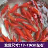 Alevines Vivos de Pez Dorado Ornamental Rojo y Blanco de Raza Pura para Agua Fría, Pez Ornamental Koi Rojo Resistente al Agua Dulce Tricolor