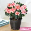 Planta Flor de Azaleia em Vaso Flor de Interior Com Botões Tronco Grande e Antigo Floresce Quatro Estações Muda Fácil de Cuidar Fácil de Viver Planta Verde