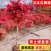 Plantas de bordo vermelho para drop-shipping, vermelhas o ano todo, para plantio em quintais e vilas, plantas em vaso Princesa Vermelha Dançante Japonesa, bonsai para paisagismo