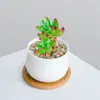 Combinación de Plantas Suculentas Pequeñas en Maceta para Interiores Suculentas Fáciles de Cuidar Plantas Verdes de Escritorio Flores con Maceta Paquete para Principiantes