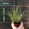 Plantas para paisajismo en tanques de selva tropical, plantas para tanques de agua y tierra, helechos cola de lobo, plantas pequeñas de cola de seda de flores de agua fría, cálamo